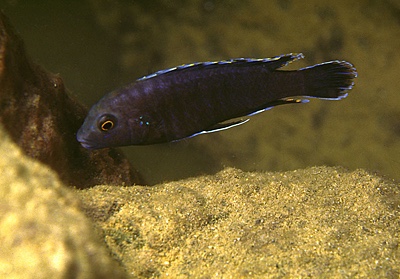 Labidochromis maculicauda 'Nkhata Bay'